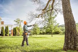 Best Fruit Tree Pruning  in North Seekonk, MA