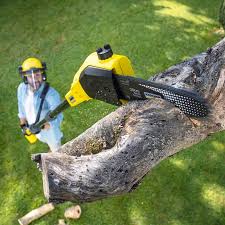 Why Choose Our Tree Removal Services in North Seekonk, MA?