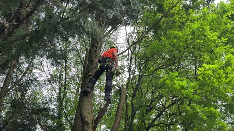 Professional  Tree Services in North Seekonk, MA